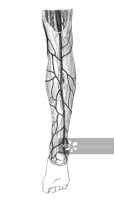 人体循环系统的旧彩色图例-下肢静脉引流图片素材