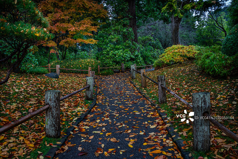 秋天生长在森林里的树木，旧金山，加利福尼亚，美国图片素材