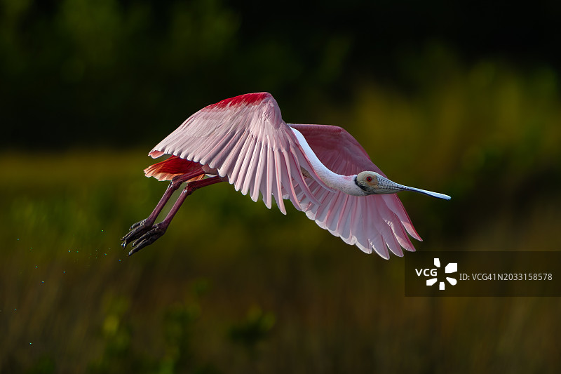 玫瑰色琵鹭在户外飞行的特写，北卡罗来纳州，美国图片素材