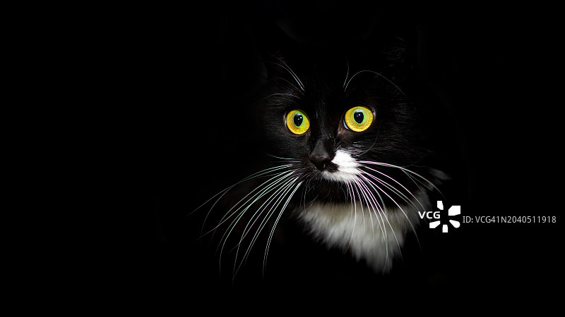 黑色背景下的猫的肖像图片素材