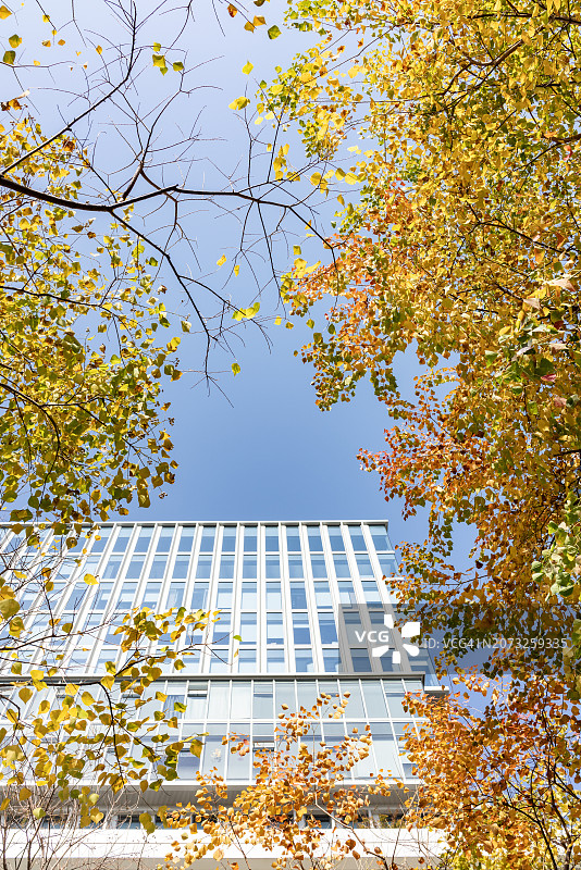 秋天，金灿灿的树木映衬着现代的建筑。图片素材