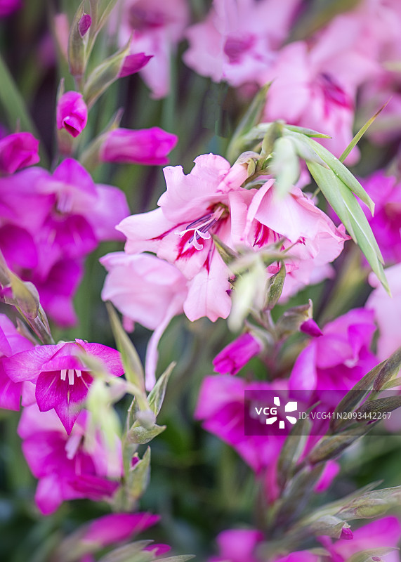 美丽的粉红色的剑兰夏天花在柔和的阳光图片素材