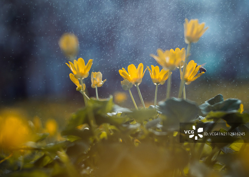 俄罗斯田野上黄色开花植物的特写图片素材