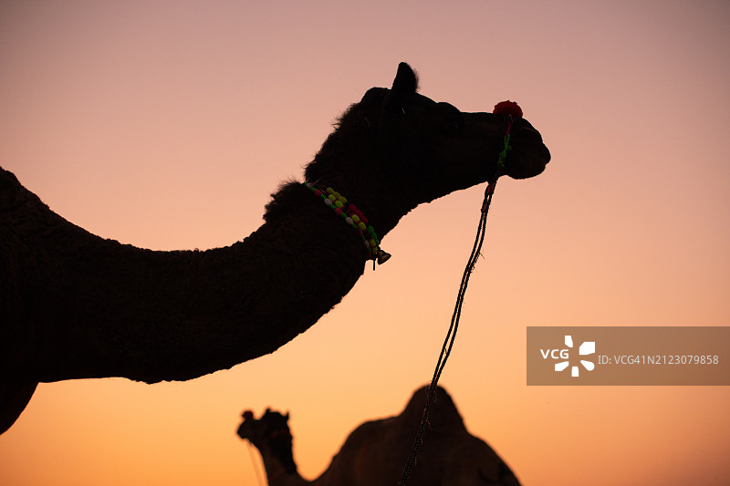 普什卡尔骆驼集市图片素材