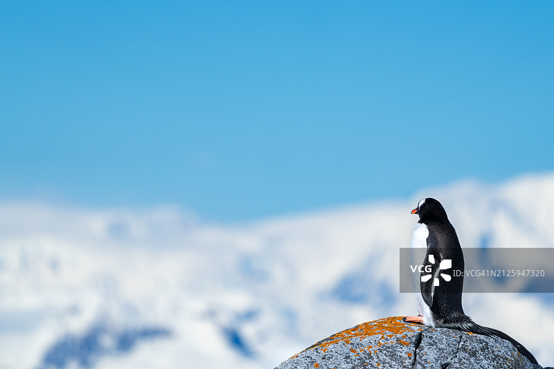 南极彼得曼岛上的巴布亚企鹅群图片素材