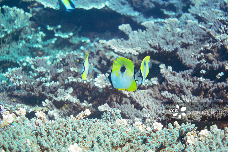 一群美丽的泪滴蝴蝶鱼(Chaetodon unimaculatus)和其他美丽的珊瑚礁。索科多海滩，一个皮肤潜水点。伊豆群岛，东京。日本，水下照片拍摄于2020年2月22日。图片素材
