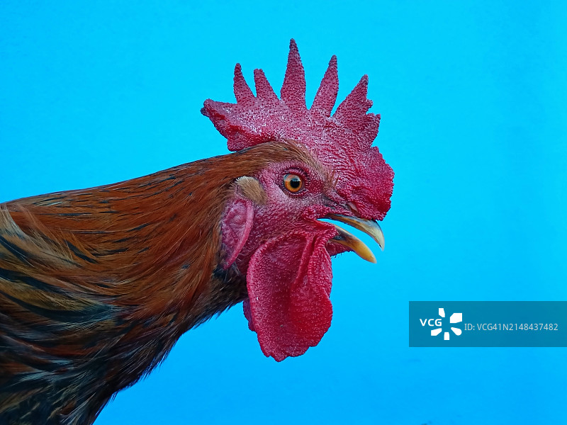 蓝色背景上的公鸡肖像图片素材