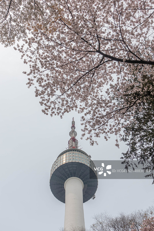 韩国首尔的樱花图片素材