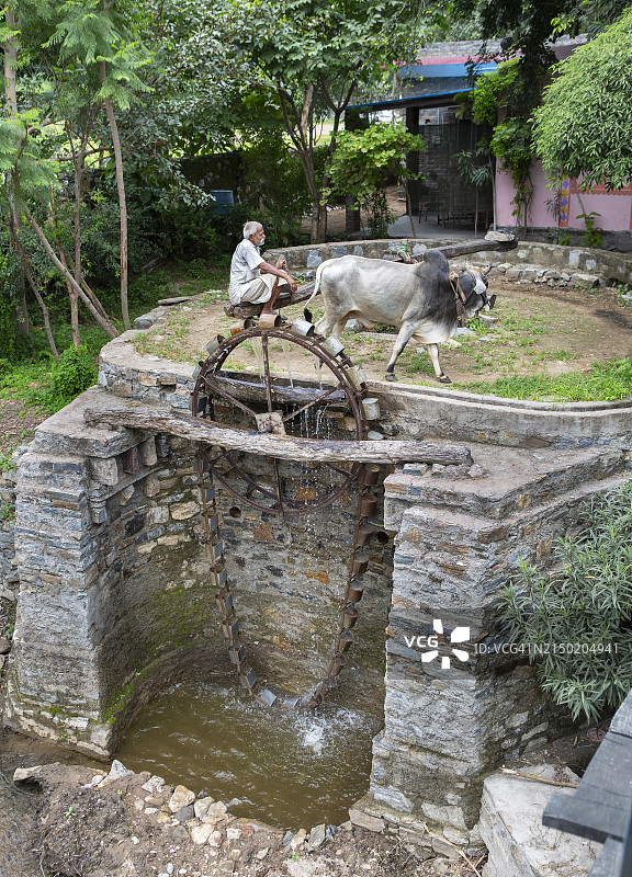 在印度，用牛驱动的水车从河里取水是一种传统的灌溉方法。图片素材