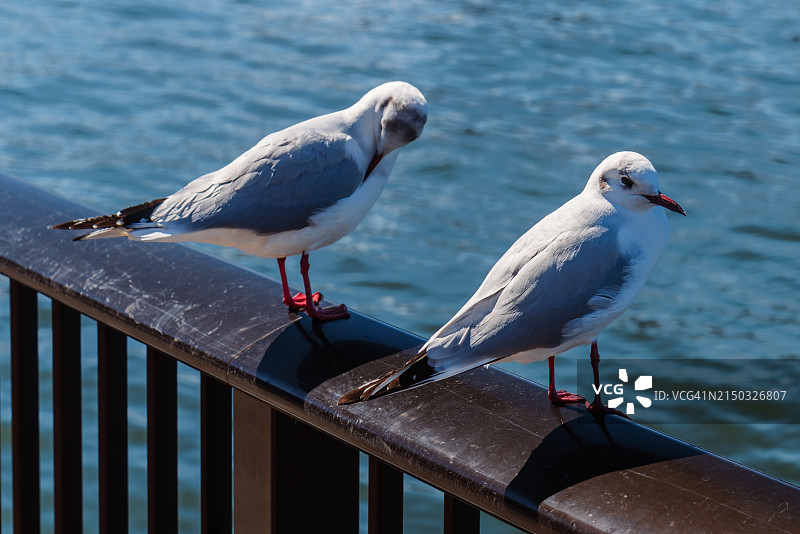 栖息在栏杆上的海鸥特写图片素材