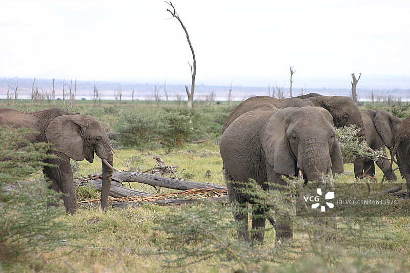 非洲坦桑尼亚，非洲大草原，曼雅拉湖上的大象图片素材