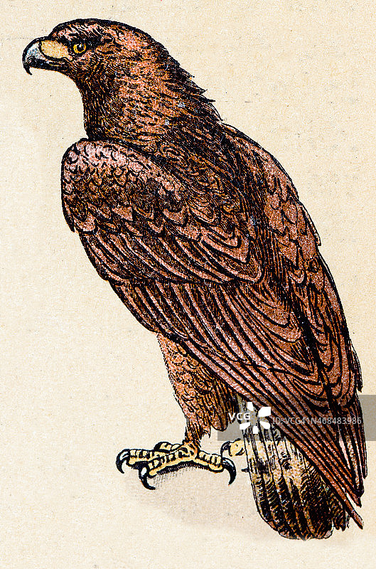 鹰、鸟、动物古董插图图片素材