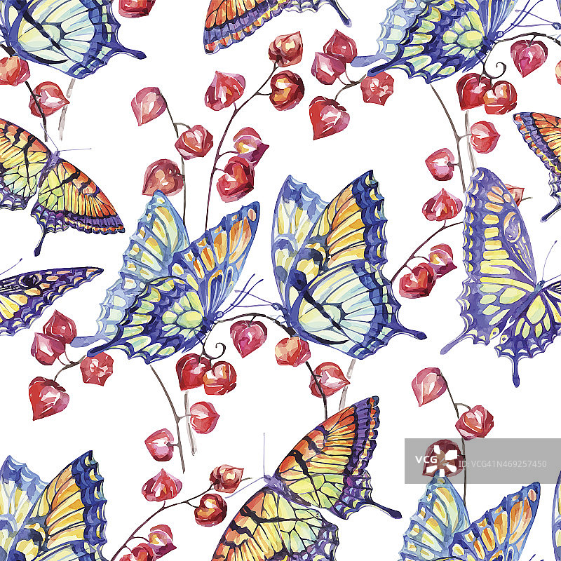 矢量水彩凤尾蝶在Physalis的分支上。图片素材