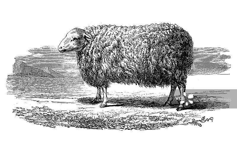 英国莱斯特绵羊的古董插图图片素材