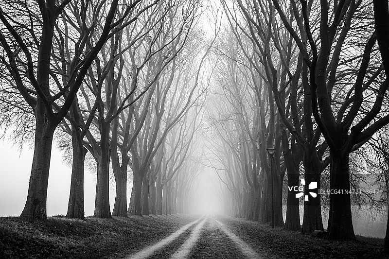 乡村道路上的树冠在雾中图片素材