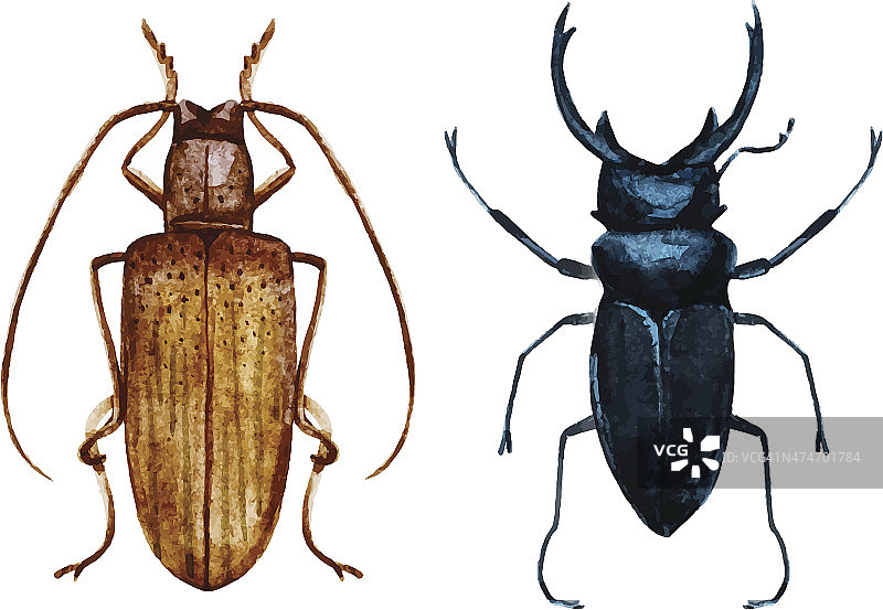 水彩bug甲虫图片素材