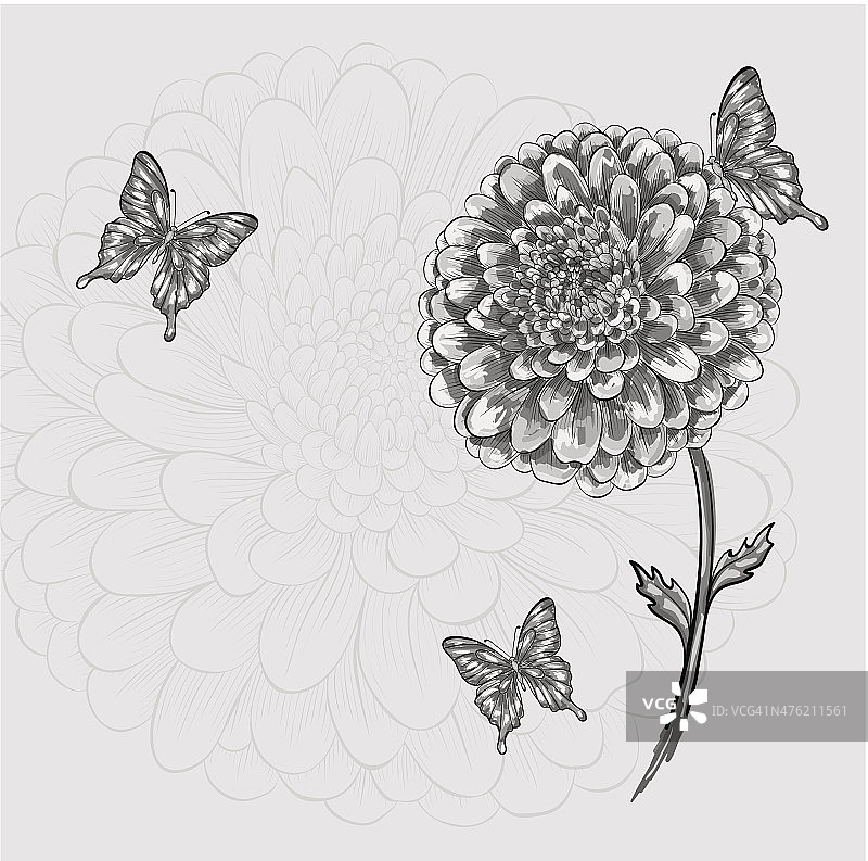 美丽的黑白花与蝴蝶图片素材