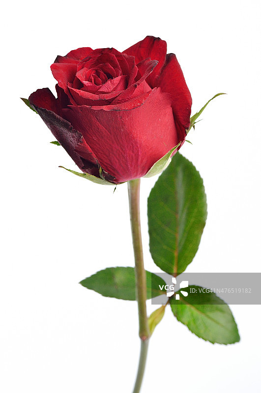 单瓣美丽的红玫瑰，孤立在白色背景上图片素材