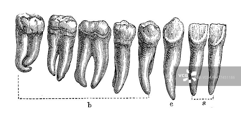 人的牙齿图片素材