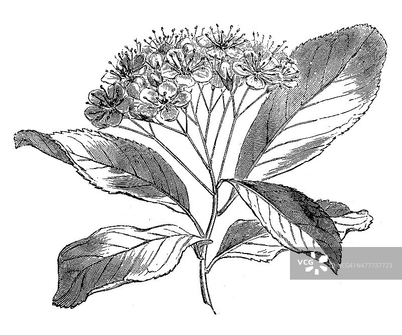 山花楸(thorbus torminalis clusii，野生服务树)的古董插图图片素材