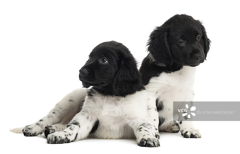 两只Stabyhoun的小狗，孤立在白色上图片素材