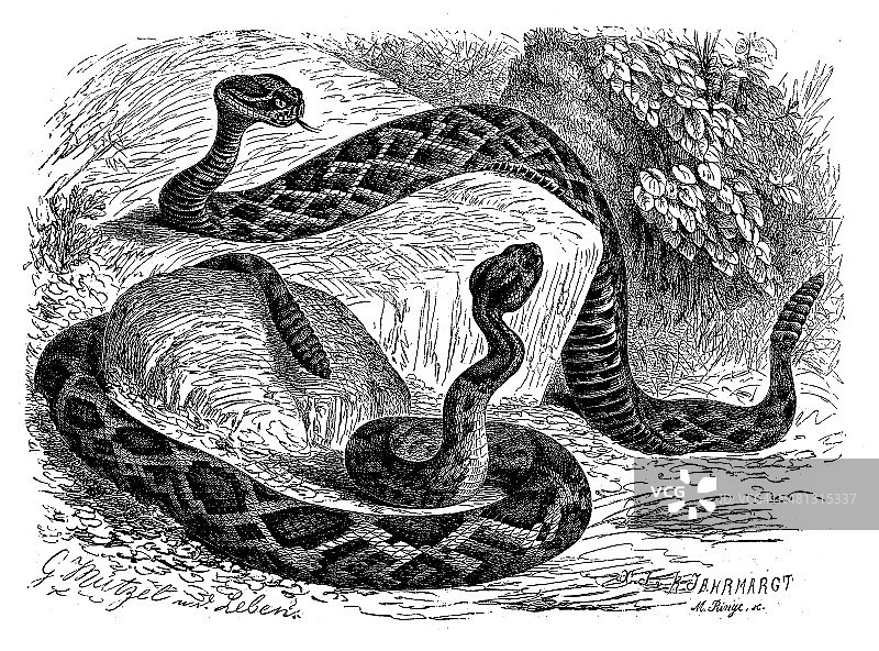 东方菱形斑纹响尾蛇和木材响尾蛇的古董插图图片素材