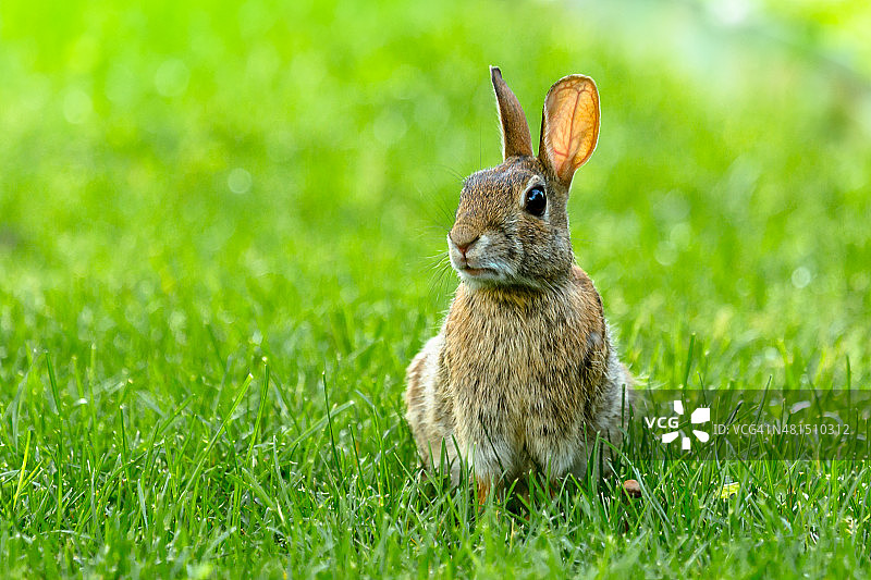 小兔子图片素材