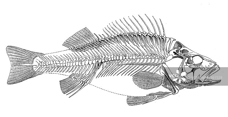古色古香的鱼骨架插图图片素材