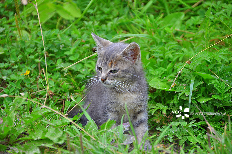 在绿草的背景上的小猫图片素材