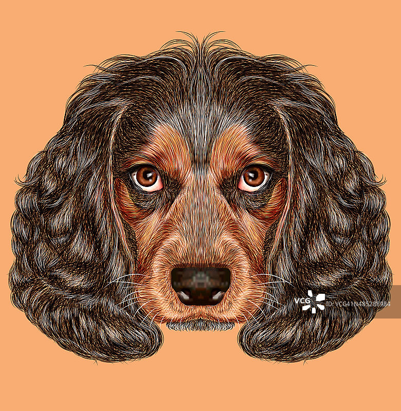插图的西班牙猎犬的肖像图片素材