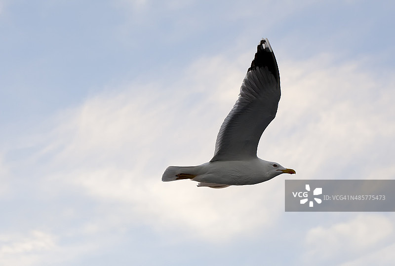 白色的海鸥在蓝天中飞翔图片素材