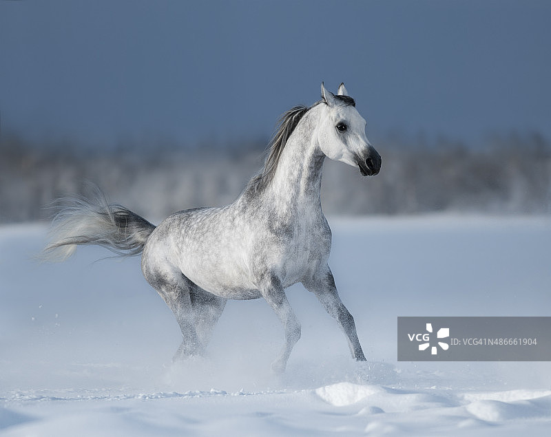 灰色的阿拉伯马在雪地上奔驰图片素材