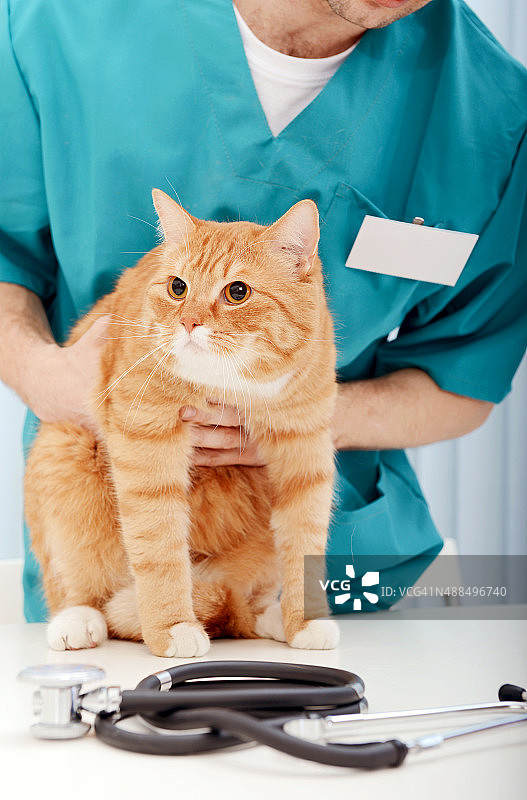 兽医检查美丽的成年猫图片素材