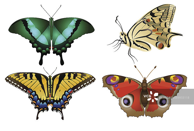 一组现实的矢量蝴蝶图片素材