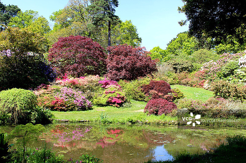日本花园，有锦鲤池，枫树(槭树)，杜鹃花和竹子图片素材