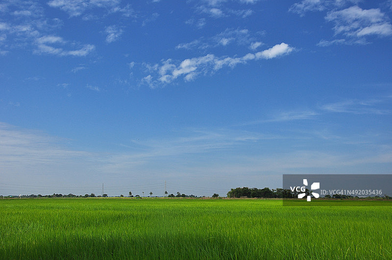 泰国稻田的晨景图片素材