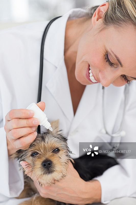 小狗接受兽医的耳朵治疗图片素材