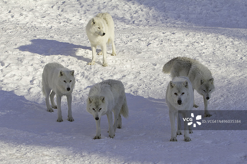 傍晚太阳下，五只北极狼在雪地上图片素材