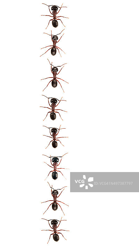 行进蚂蚁(草木蚁图片素材