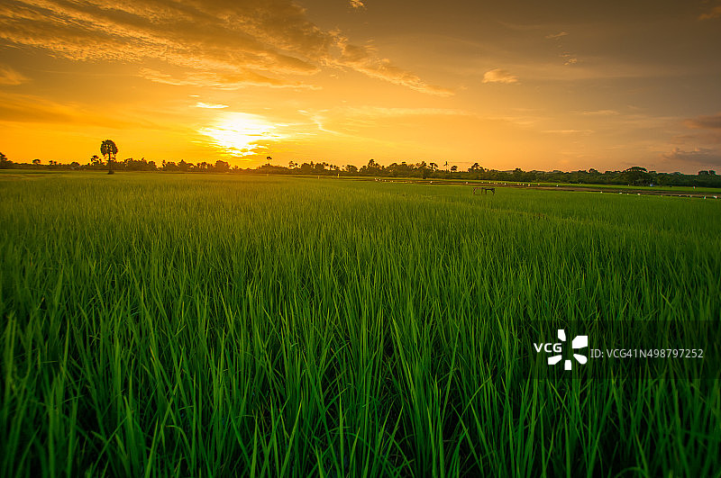 傍晚天空下的绿色稻田图片素材