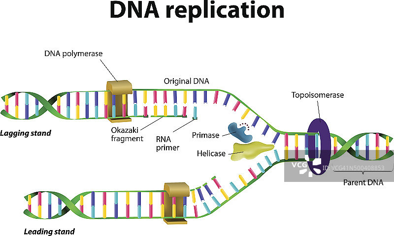 DNA复制图片素材