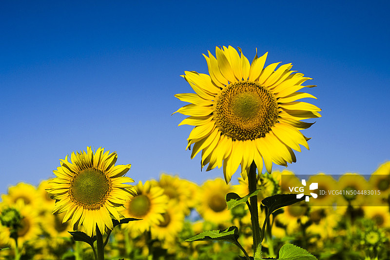 天空和Sunflowers-2图片素材