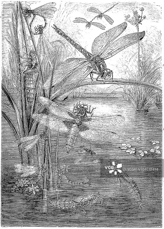 蜻蜓的古董插图图片素材