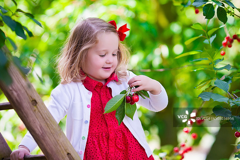 小女孩在花园里采摘新鲜的樱桃浆果图片素材