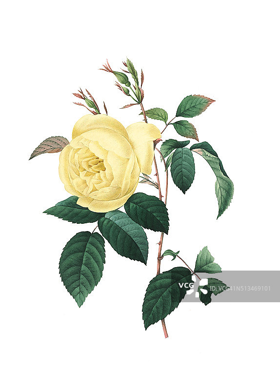 黄玫瑰| Redoute花卉插图图片素材