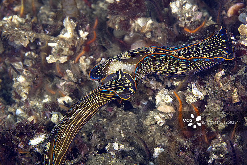 在海洋暗礁下的海蛞蝓图片素材
