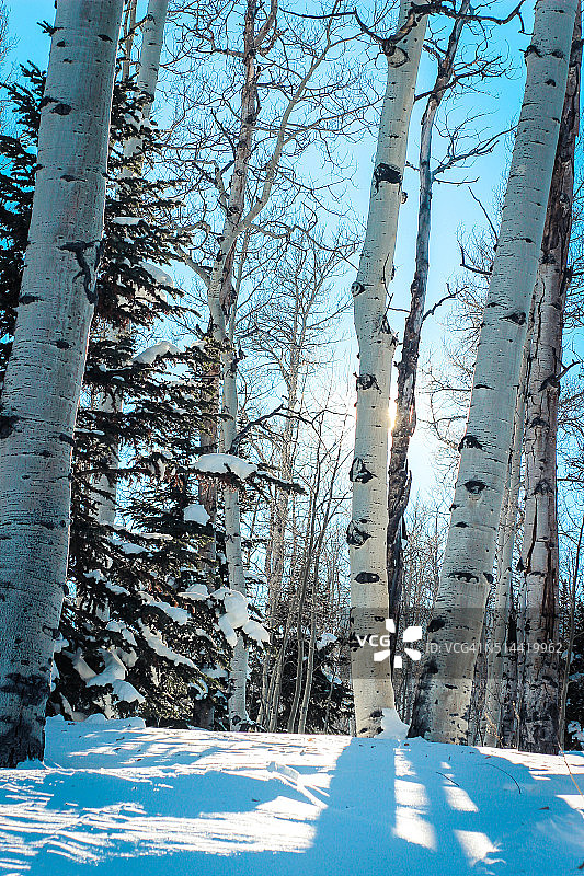冬季森林阳光图片素材