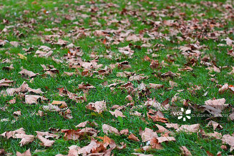 草上的秋叶图片素材
