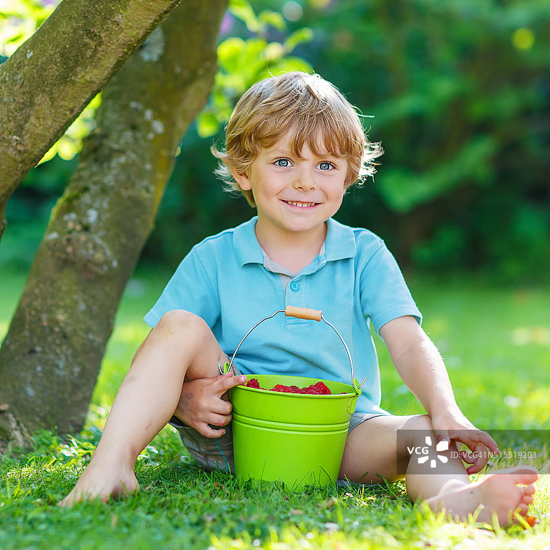可爱的学龄前小男孩在花园里吃覆盆子图片素材