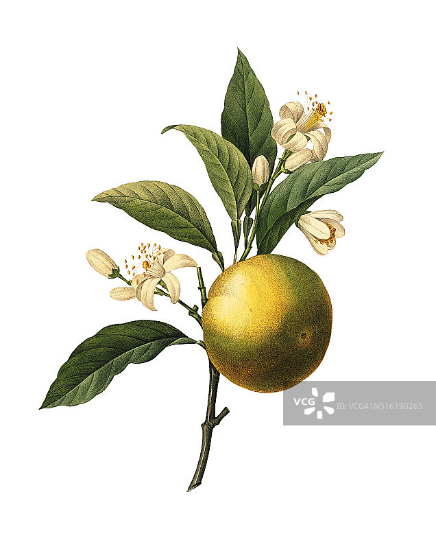 橙果| Redoute植物学插图图片素材